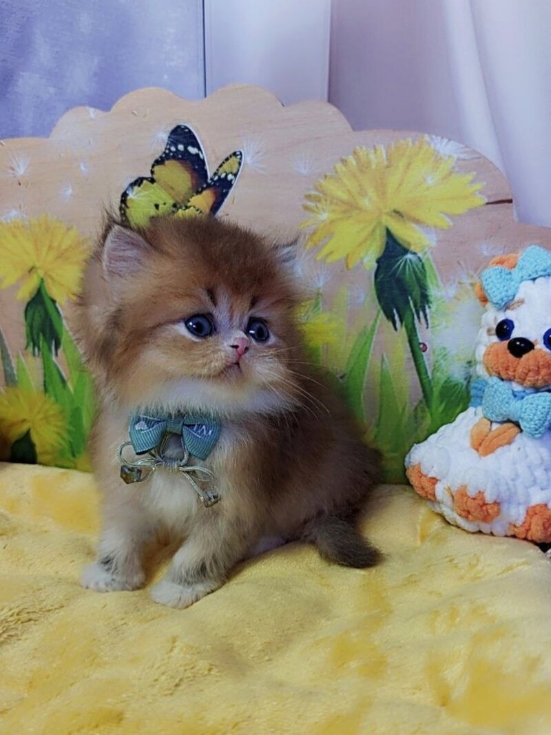 Noir British Longhair male, black golden ticked tabby bicolour