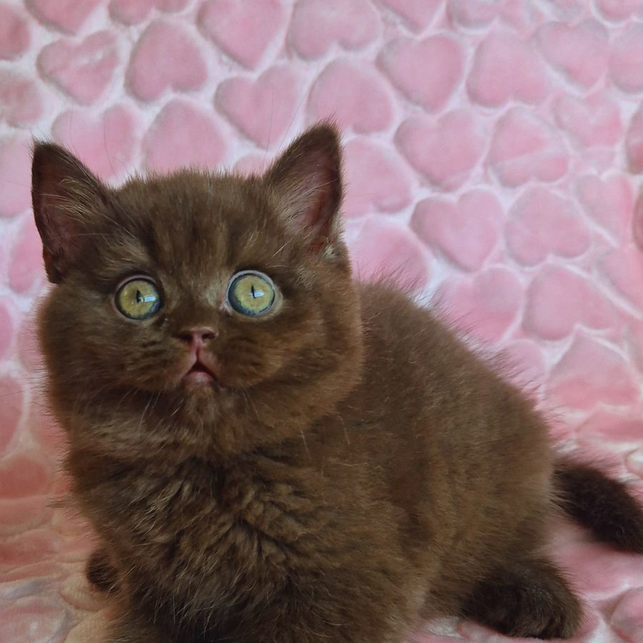 Julia British Shorthair female, chocolate