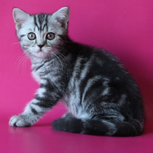 Solomiya Scottish Straight female, black silver tabby