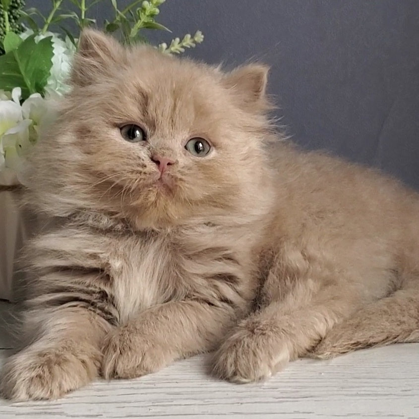 Finyk British Longhair male, fawn