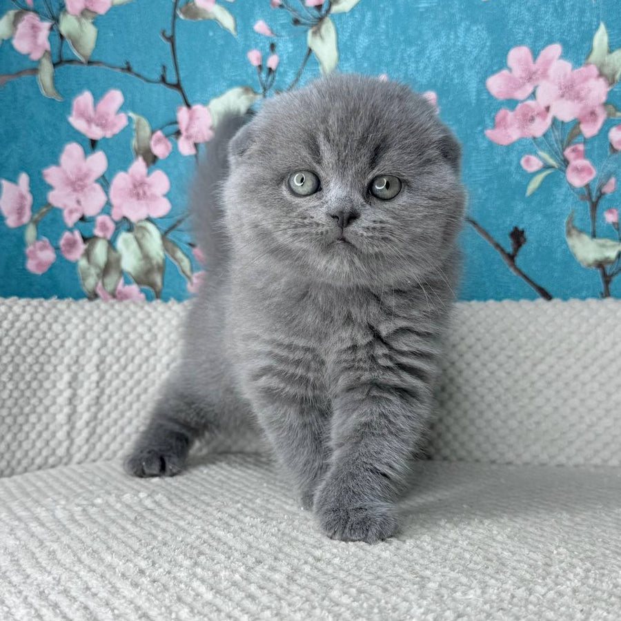 Kevin Scottish Fold male, blue