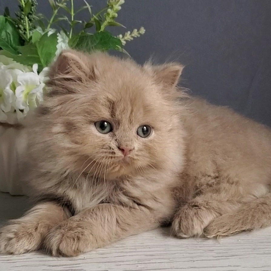 Finyk British Longhair male, fawn