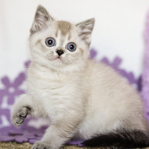 Uoker Scottish Straight male, black ticked tabby pointed