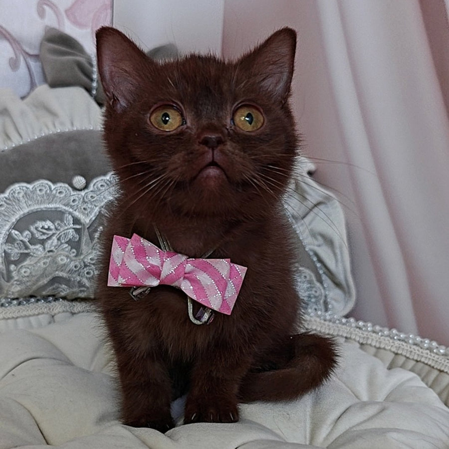 Volter British Shorthair male, chocolate