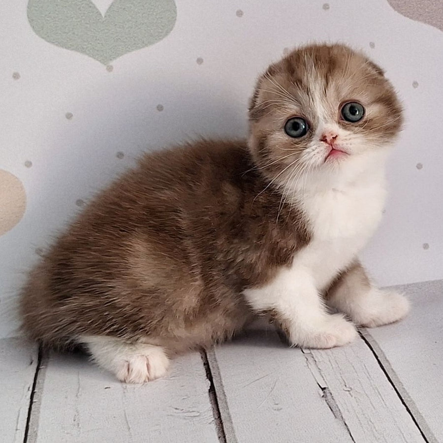 Angel Scottish Fold male, chocolate silver bicolour