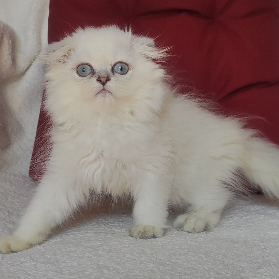 Xavier Scottish Fold male, blue silver ticked tabby