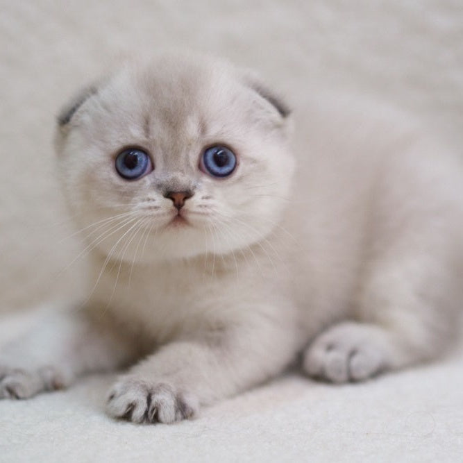 Bond Scottish Fold male, blue ticked tabby pointed
