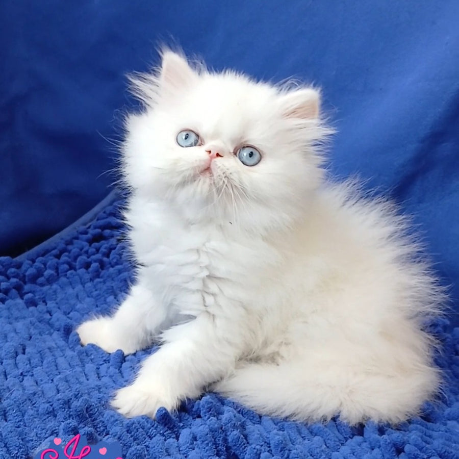 Mirey Persian female, white