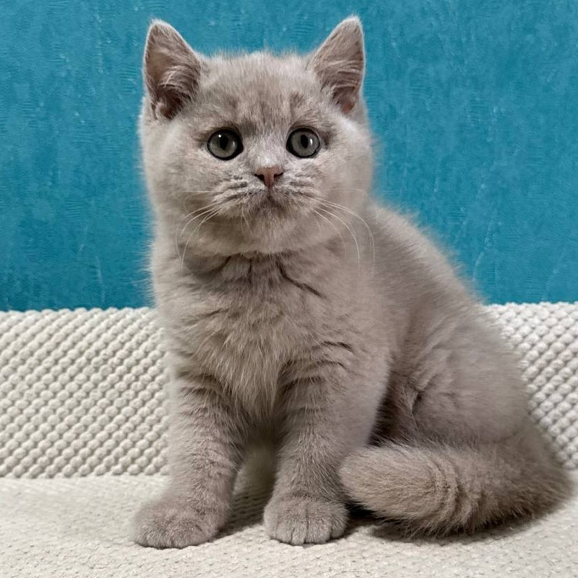 Bonya British Shorthair female, fawn