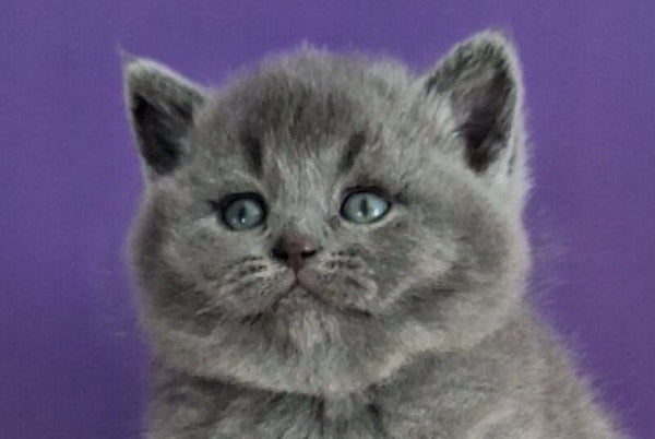 Janeta British Shorthair female blue - live animals
