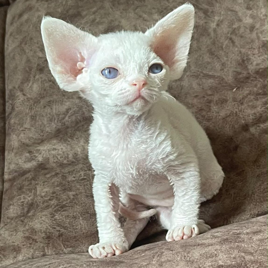 Vasilek Devon Rex male, white