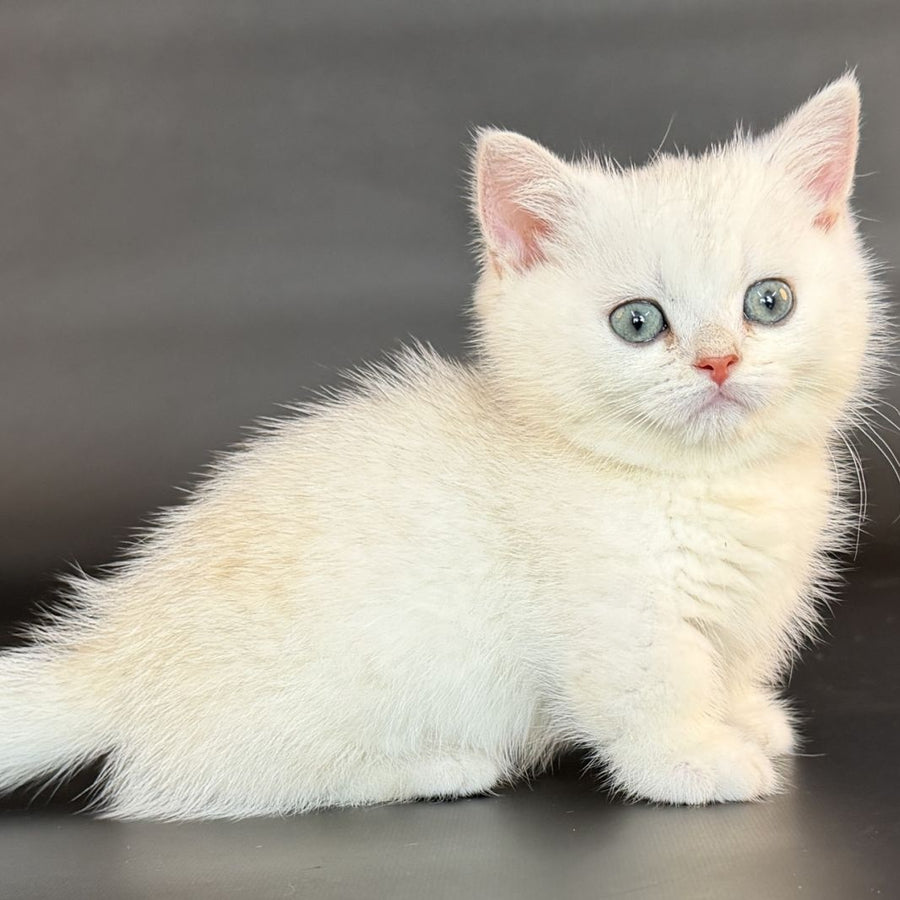 Riley Munchkin male, black silver shaded