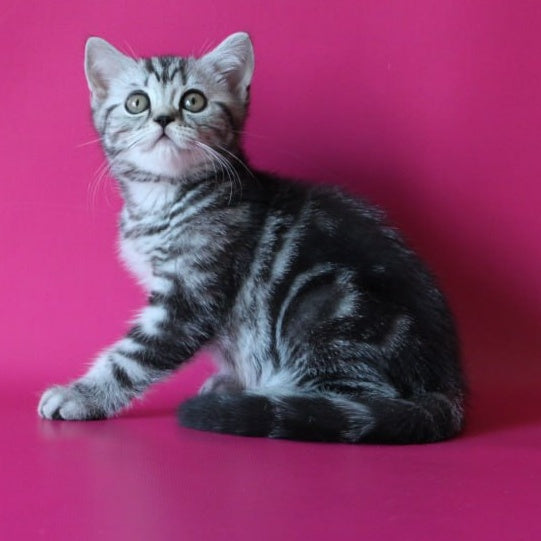 Solomiya Scottish Straight female, black silver tabby
