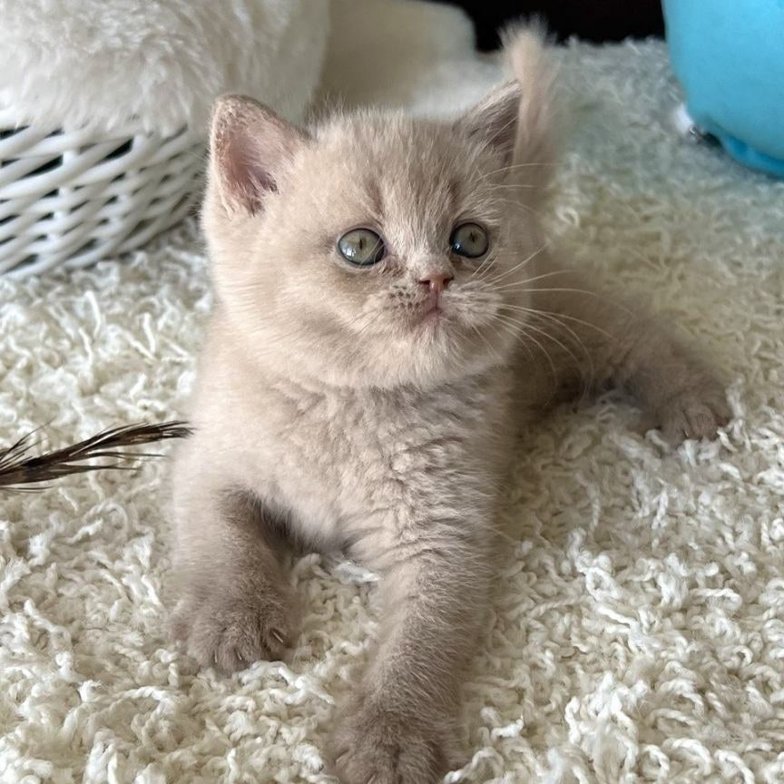 Pamela British Shorthair female, fawn
