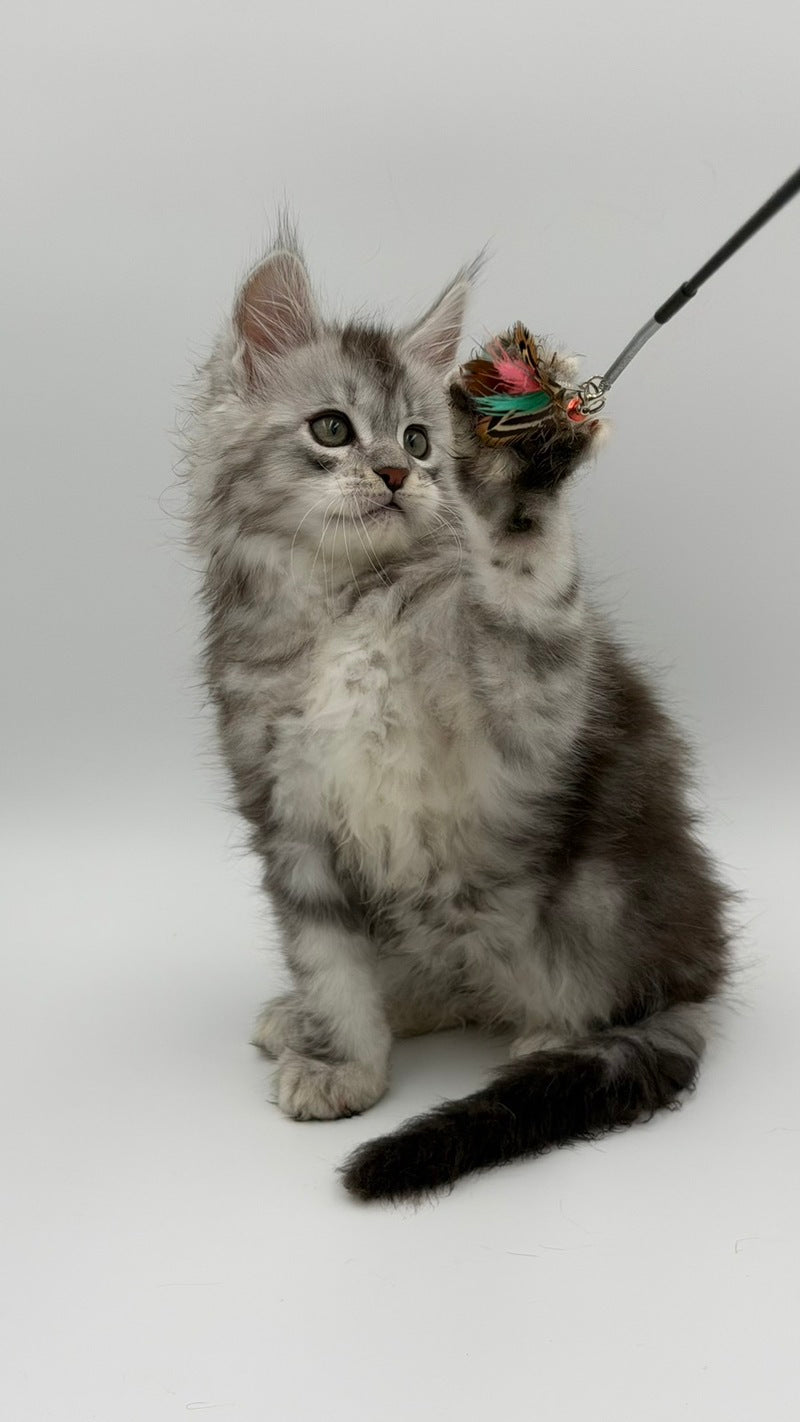 Mirage Maine Coon male, blue silver with white