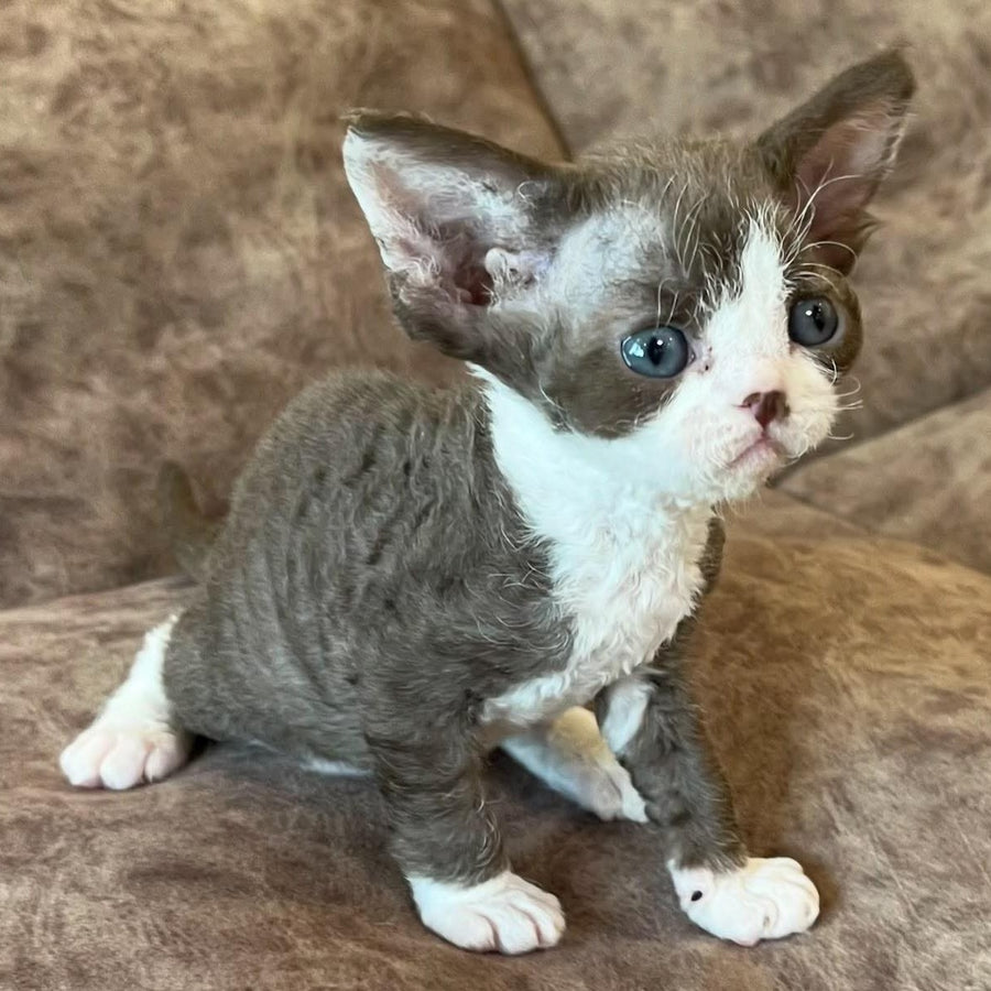 Valeria Devon Rex female, red bicolour