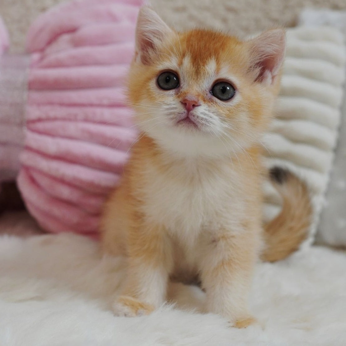Xanthe British Shorthair female, chocolate golden chinchilla