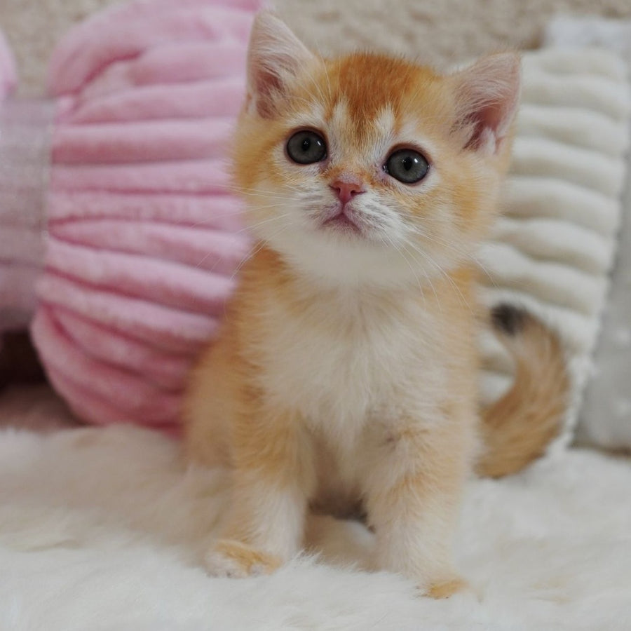 Xanthe British Shorthair female, chocolate golden chinchilla
