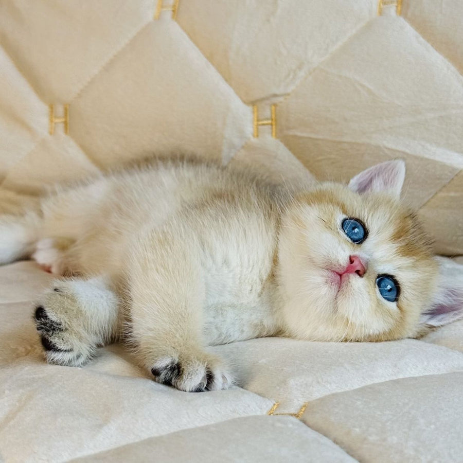 Finik British Shorthair male, black golden shaded with white