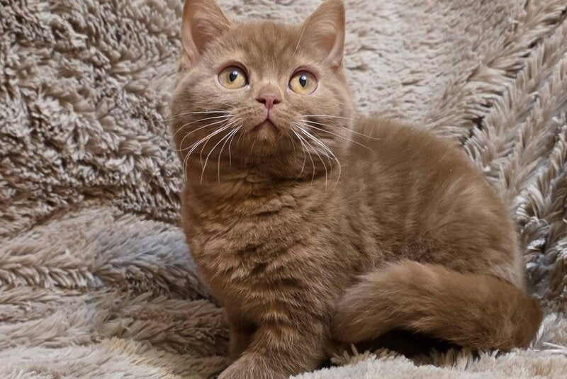 Omar British Shorthair male cinnamon - live animals