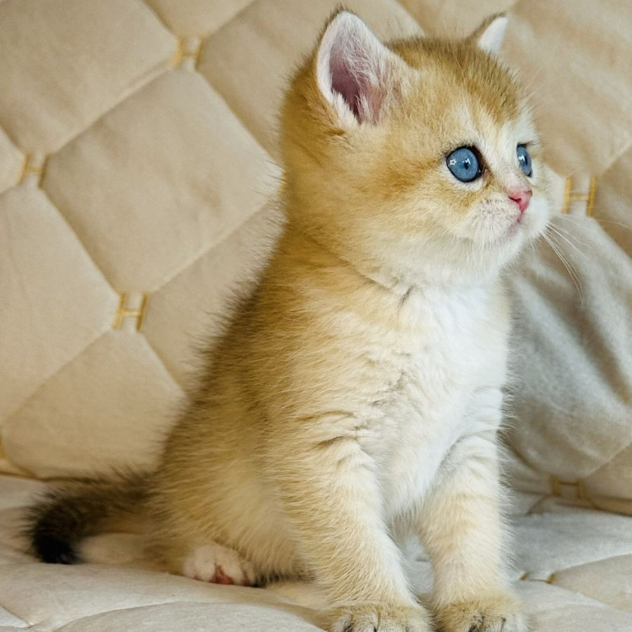 Finik British Shorthair male, black golden shaded with white