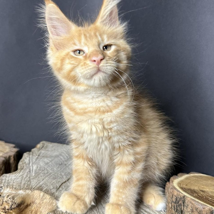 Pixel Maine Coon male, red tabby with white