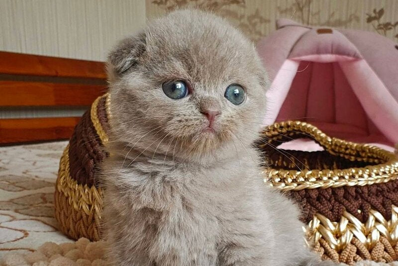 Umi Scottish Fold male, lilac