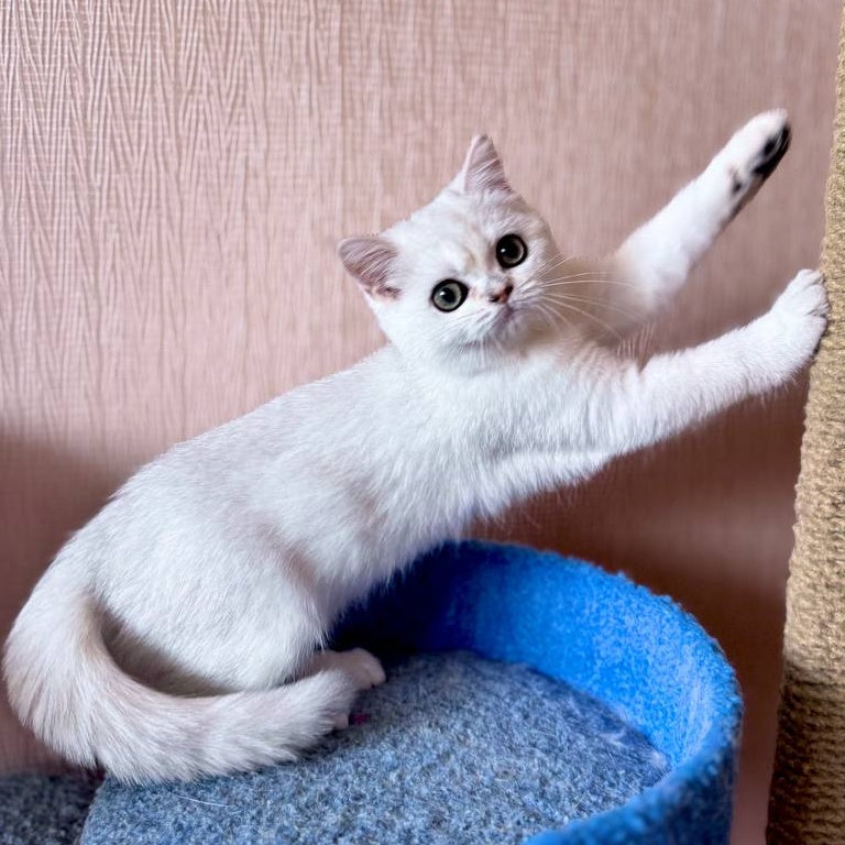 Zefir British Shorthair male, black silver shaded