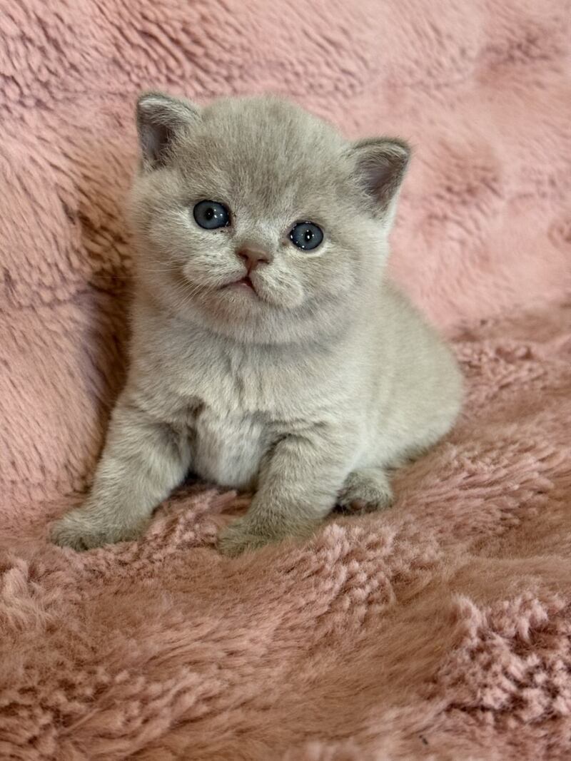 Boston British Shorthair male lilac - live animals