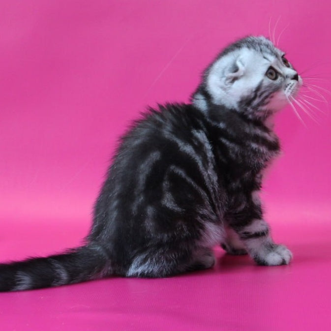 Sienna Scottish Fold female, black silver tabby