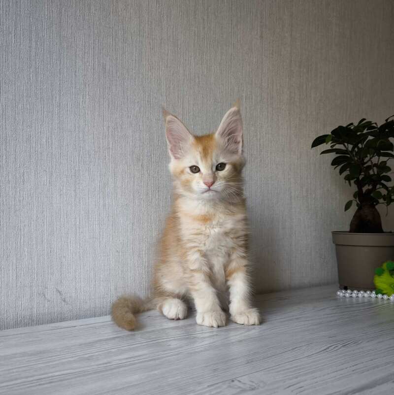 Dakota Maine Coon female, red silver ticked tabby