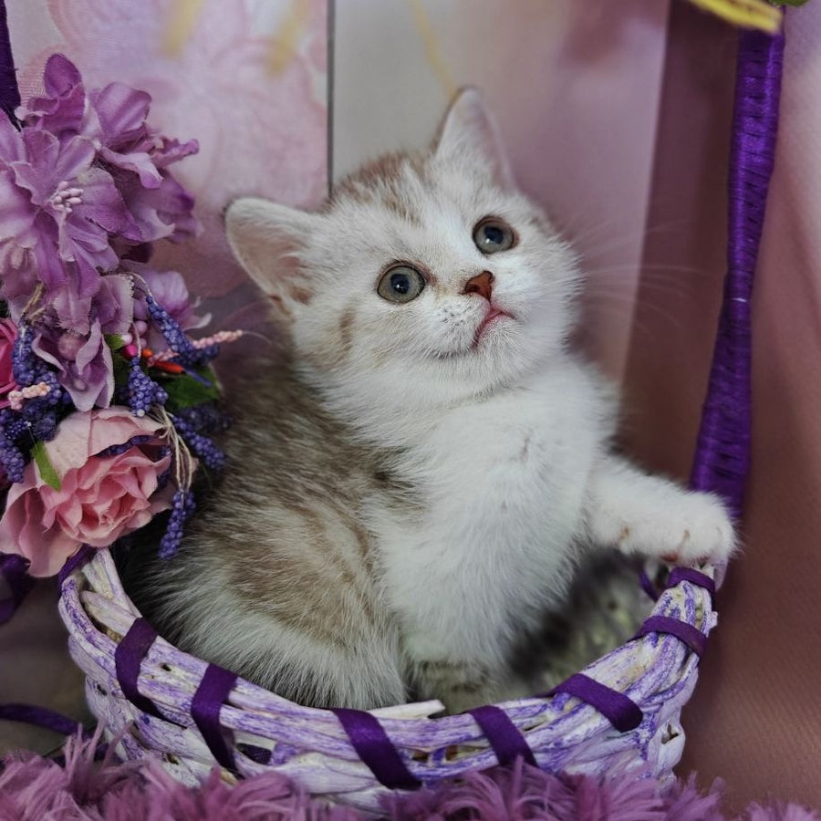 Zeta Scottish Straight female, chocolate golden spotted tabby bicolour
