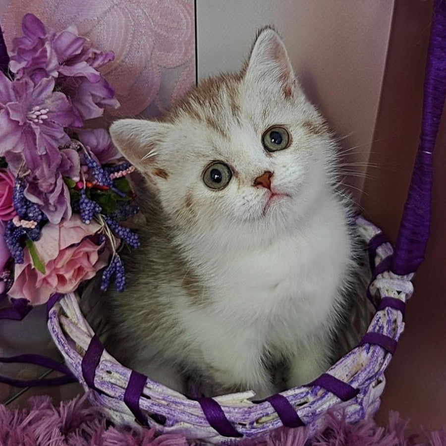 Zeta Scottish Straight female, chocolate golden spotted tabby bicolour