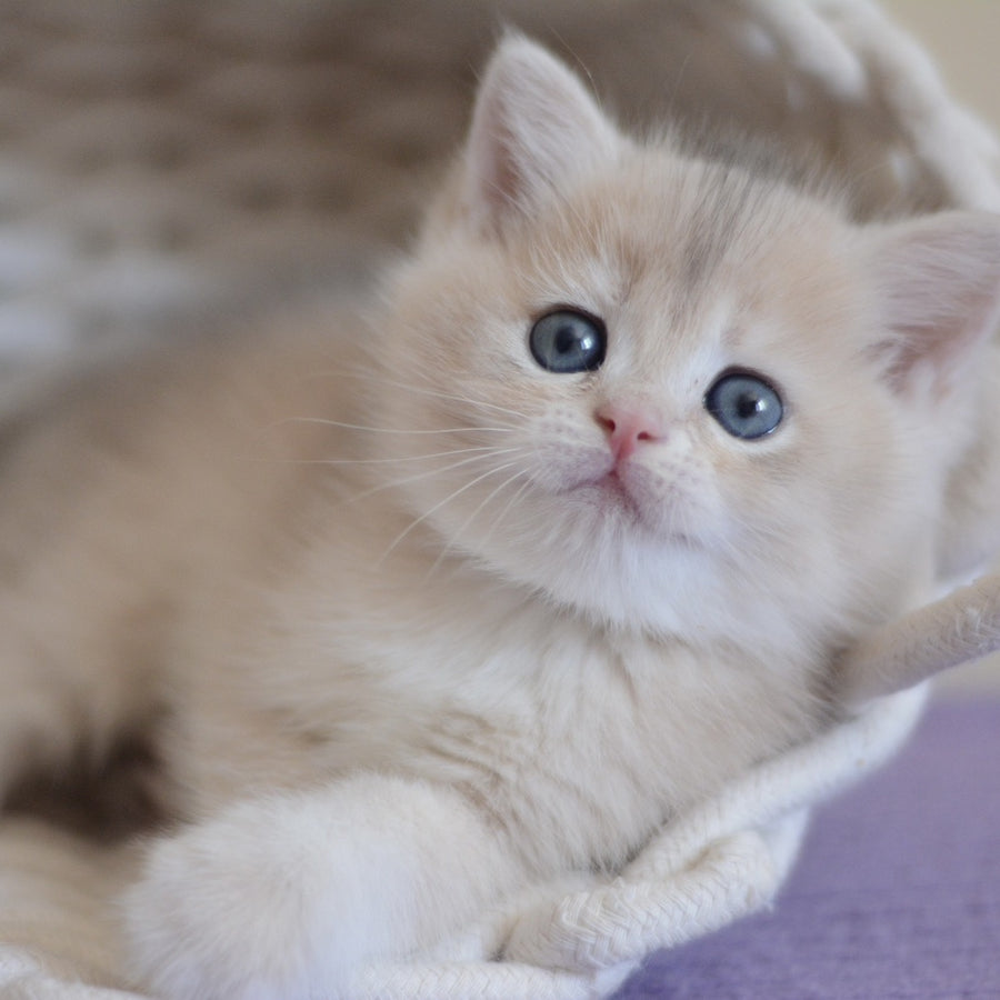 Yannis British Shorthair male, blue golden chinchilla