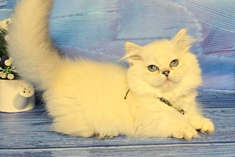 Tiffany Munchkin female, black silver shaded pointed