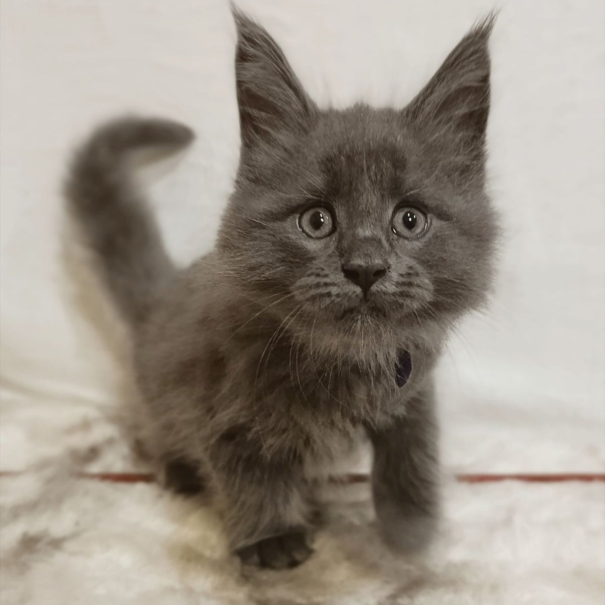 Felix Maine Coon male, blue silver