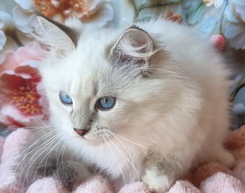 Snowy Siberian female, blue tabby pointed with white