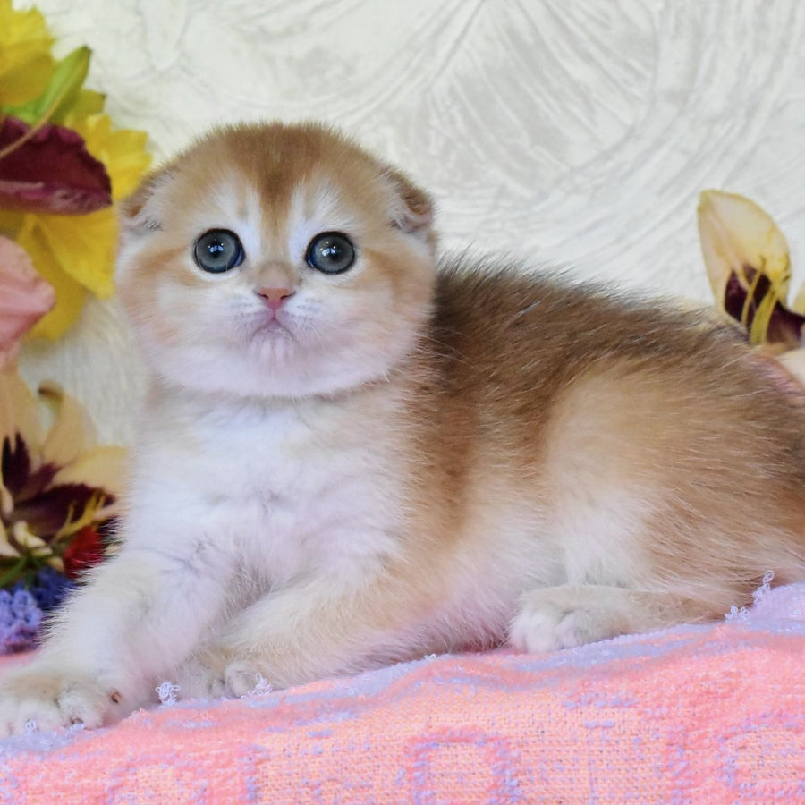 Eva Scottish Fold female, black golden chinchilla