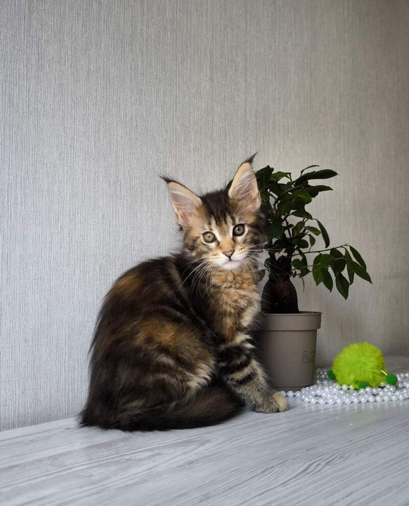 Daisy Maine Coon female, black tortie tabby