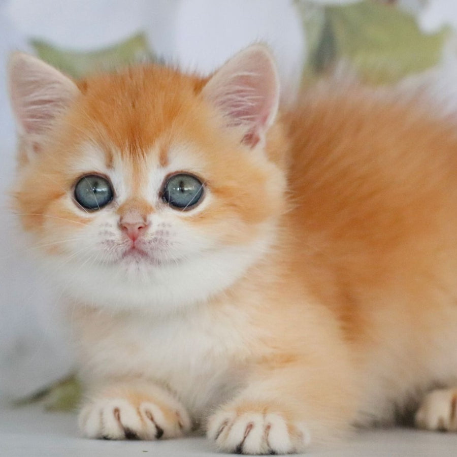 Zadava British Shorthair female, black golden chinchilla