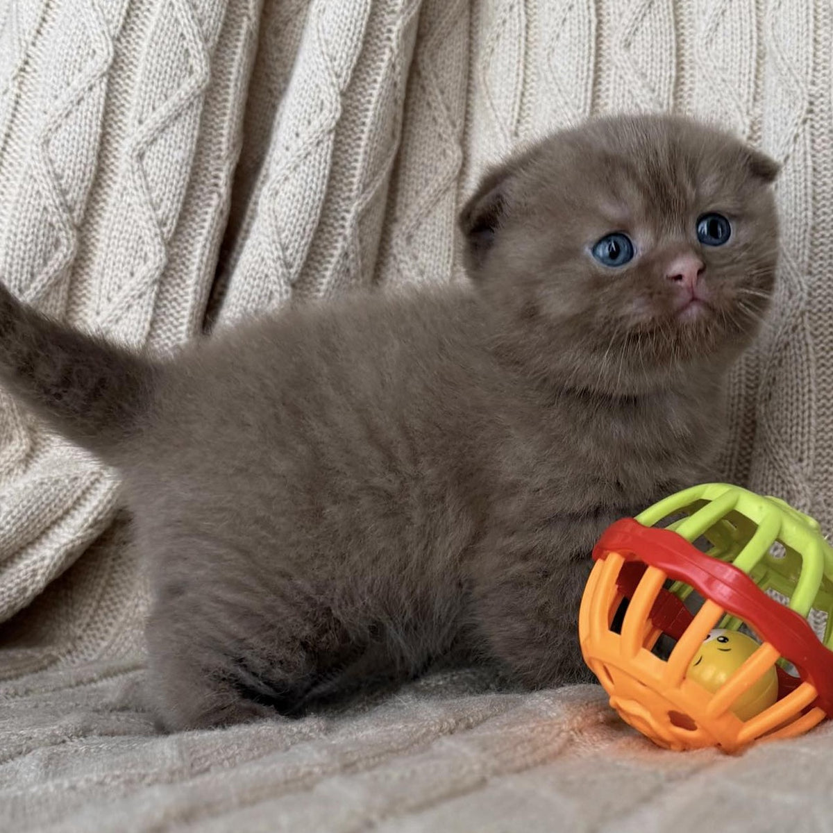 William Scottish Fold male, cinnamon