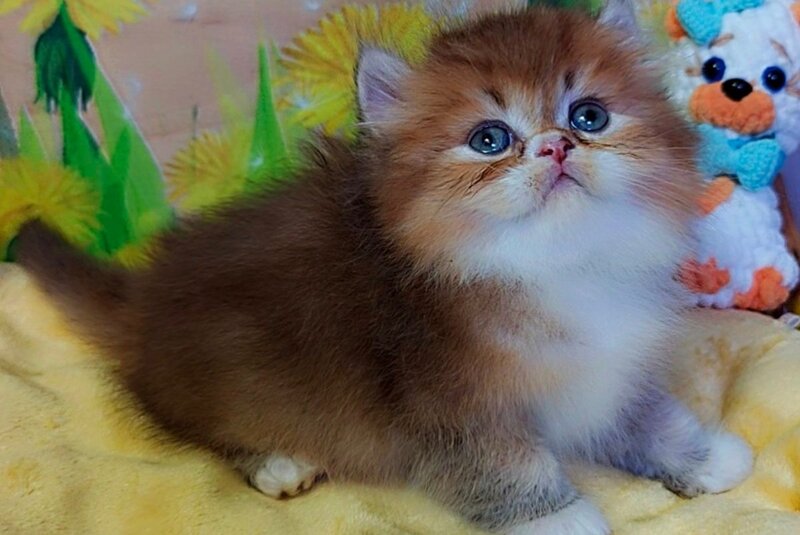 Nox British Longhair male, chocolate golden ticked tabby