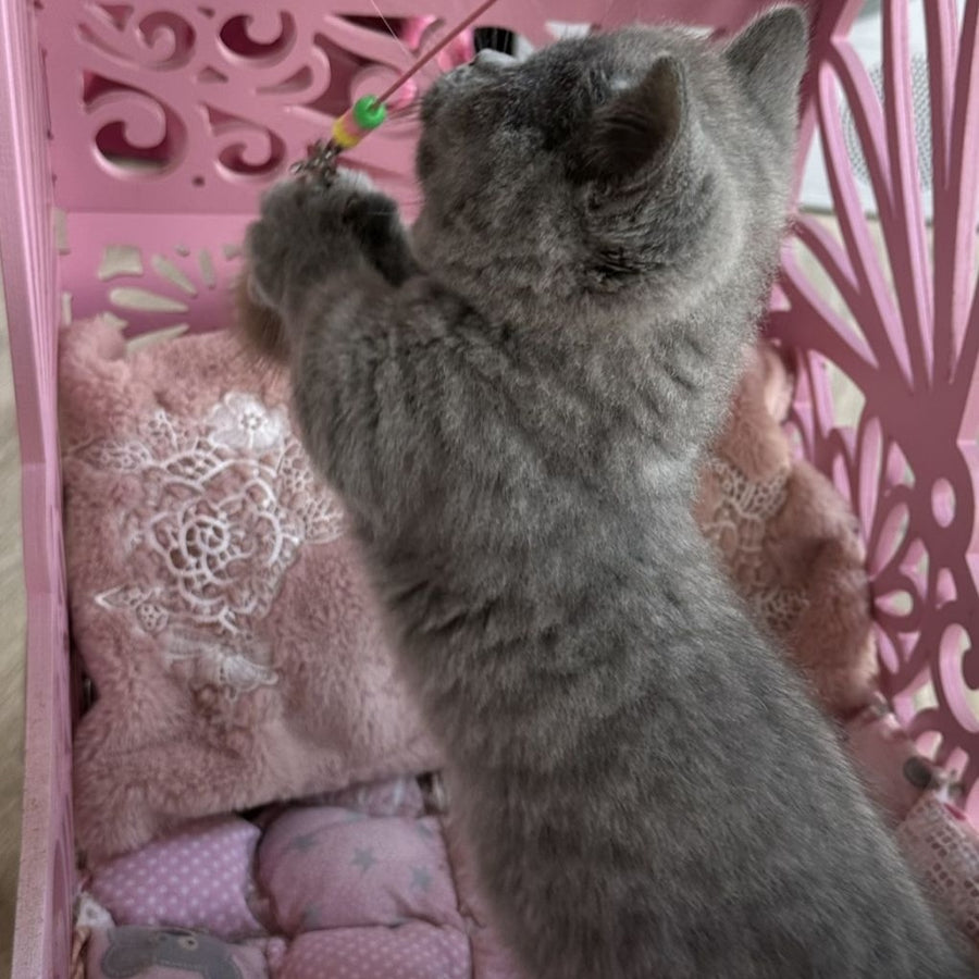 Milka Munchkin female, blue