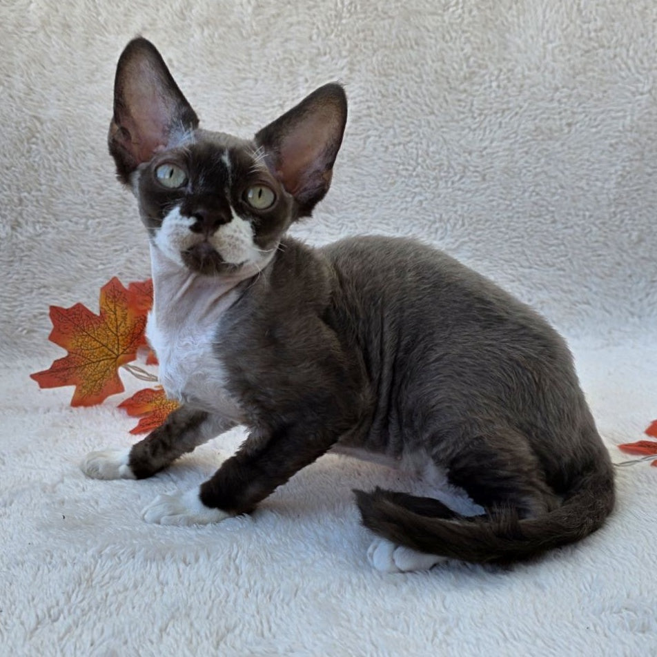 Eclair Devon Rex male, chocolate bicolour