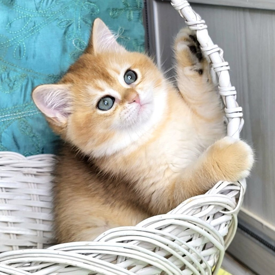 Zara British Shorthair female, black golden shaded