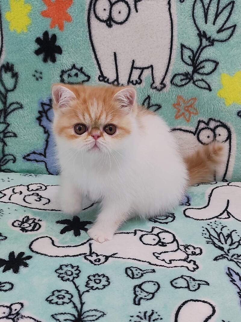 Bourbon Exotic male red spotted tabby harlequin - live animals