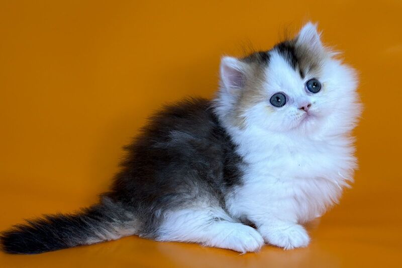 Yestin Munchkin male black golden ticked tabby - live animals