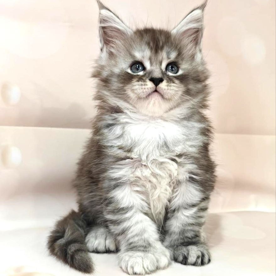 Favourite Maine Coon polydactyl 6x6x6x6 male, black silver ticked tabby