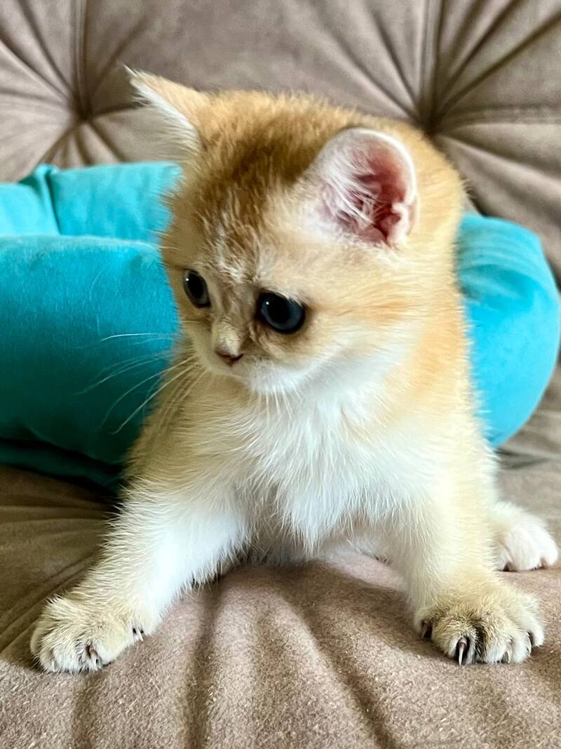 Deya British Shorthair female black golden shaded - live animals
