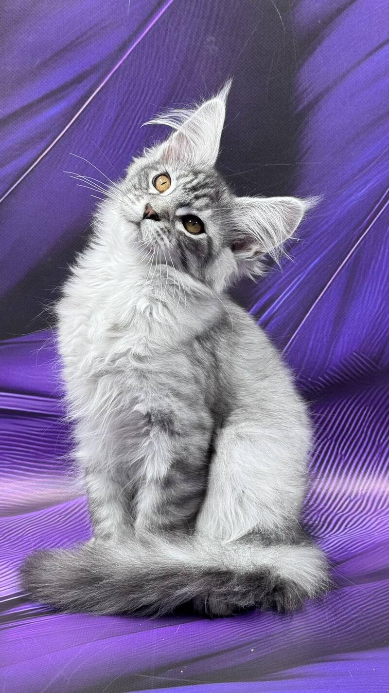 Moncler Maine Coon male, black silver tabby